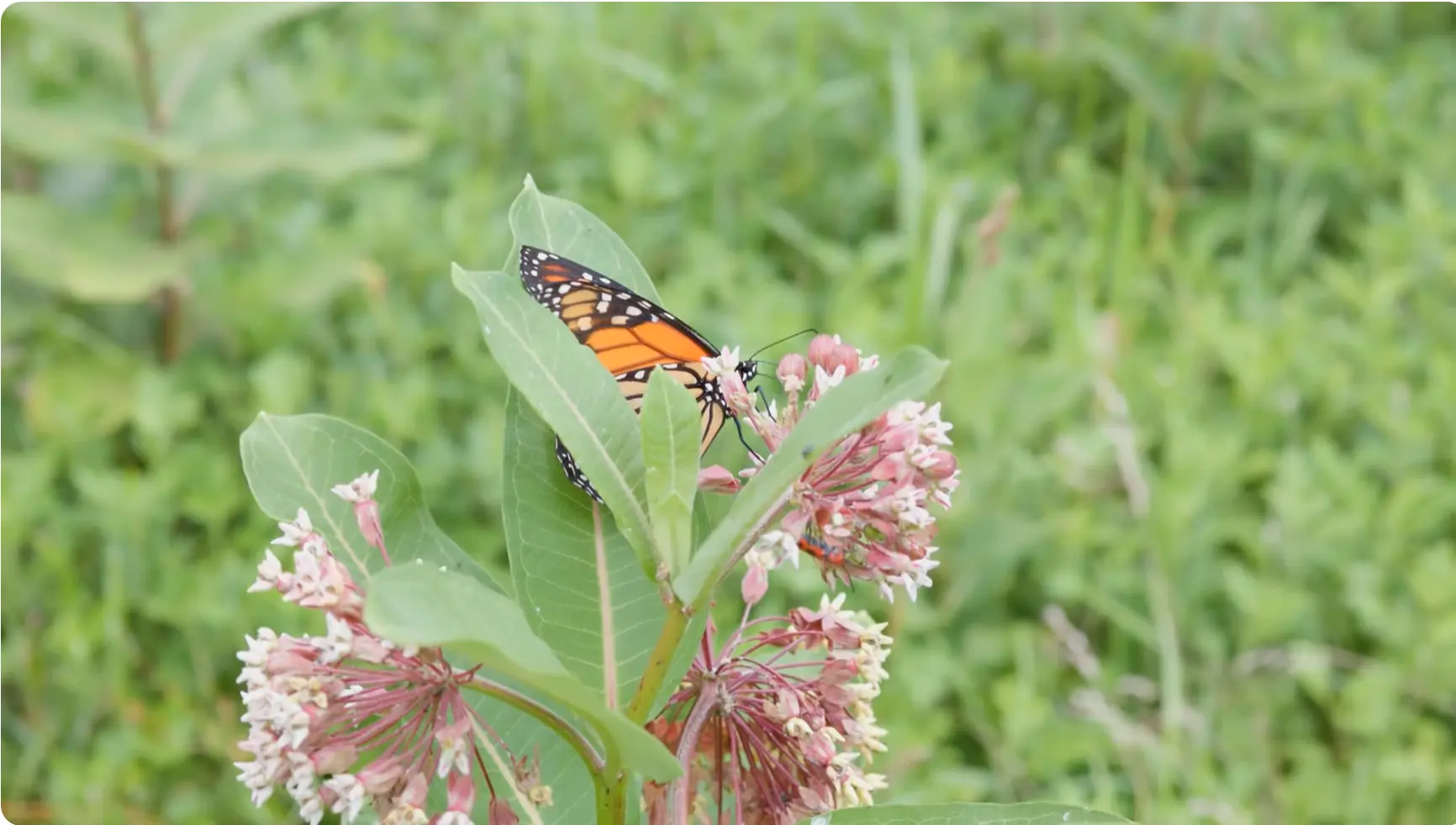 A monarch butterfly resting on flowering milkweed