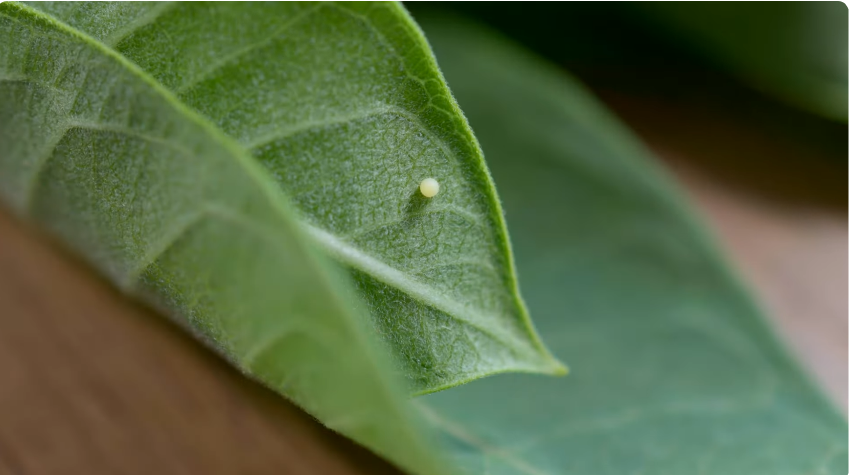 A single monarch egg on the underside of a milkweed leaf