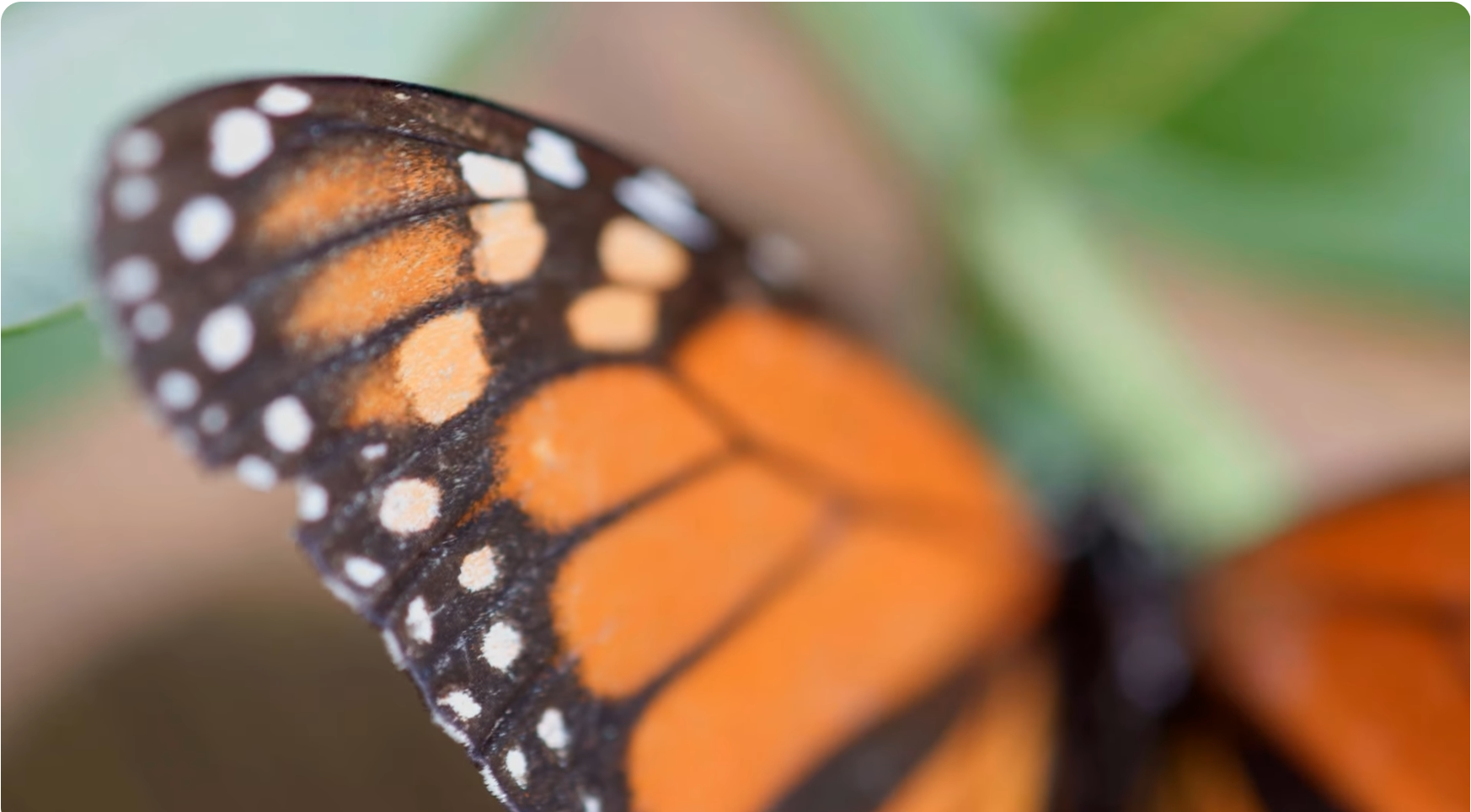 Macro detail of a monarch butterfly wing