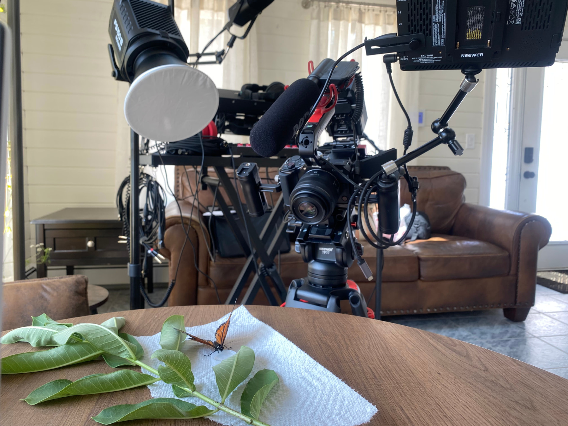 A monarch butterfly on milkweed leaves in front of a camera, lights and microphone set up for filming